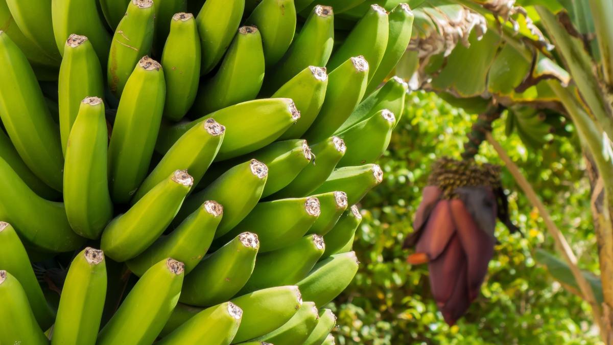 Iran implementing banana orchard development plan to cut imports